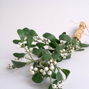 Mistletoe