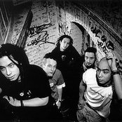 Green Lizard - List pictures