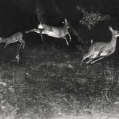 Springtime Carnivore - List pictures