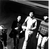 Chameleons - List pictures