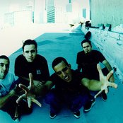 Dogwood - List pictures