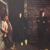 Zebra - List pictures