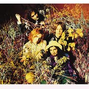 Jellyfish - List pictures