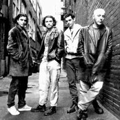 Bush - List pictures