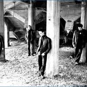 Bay Laurel - List pictures