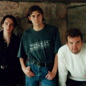 Forgive-me-not - List pictures