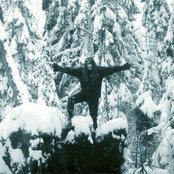 Forest - List pictures