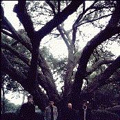 Copeland - List pictures