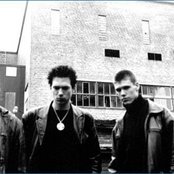 Bay Laurel - List pictures