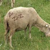 Zdob Si Zdub - List pictures