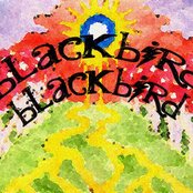 Blackbird Blackbird - List pictures