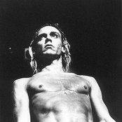 Pop Iggy - List pictures