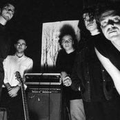 Trees - List pictures