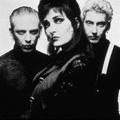 Siouxie - List pictures