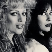 Cheetah - List pictures