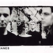 The Cranes - List pictures
