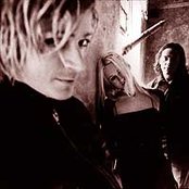 Verbena - List pictures