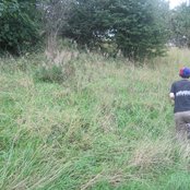 Avey Tare - List pictures