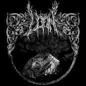 Loon - List pictures