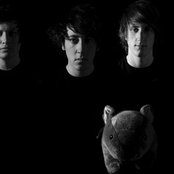 Wombats - List pictures