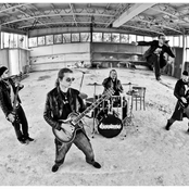 Rooster - List pictures