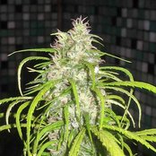 Stephen Marley - List pictures