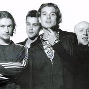 Bush - List pictures