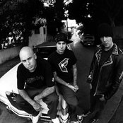 Transplants - List pictures