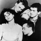 Sugarcubes - List pictures