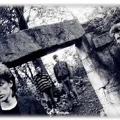 Chameleons - List pictures