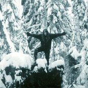 Forest - List pictures