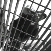 Spice 1 - List pictures