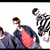 Chameleons - List pictures