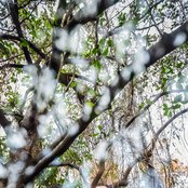 Royal Thunder - List pictures