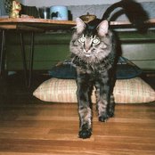 So Pitted - List pictures