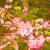 Nick Nicely - List pictures