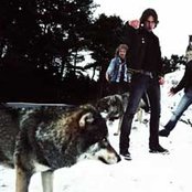 Wolf - List pictures