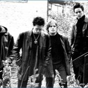 Bay Laurel - List pictures