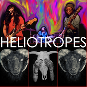 Heliotropes - List pictures