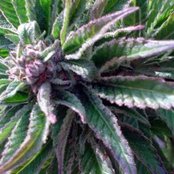 Stephen Marley - List pictures