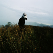 Sparklehorse - List pictures