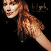 Bird York - List pictures