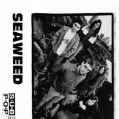 Seaweed - List pictures