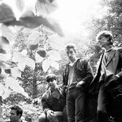 Chameleons - List pictures