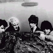 Chameleons - List pictures