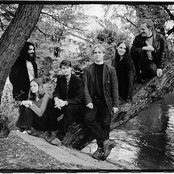 White Willow - List pictures