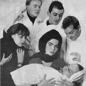 Sugarcubes - List pictures