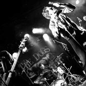 The Dogs - List pictures