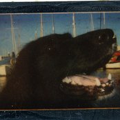 Joanna Gruesome - List pictures