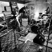 Green Lizard - List pictures